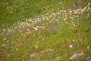 SunRise Wild Flowers 2016